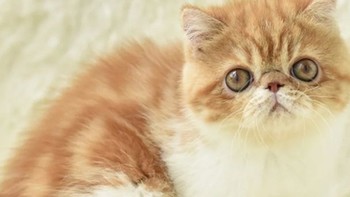 波斯猫的优雅生活：如何成为猫咪界的时尚达人？