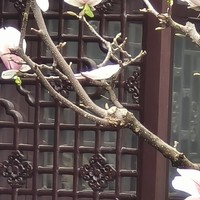 春日游记：苏州网师园与二乔玉兰的邂逅
