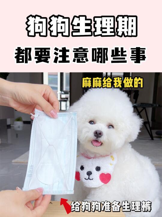 狗狗生理期都要注意啥❓养狗看这一篇就够了