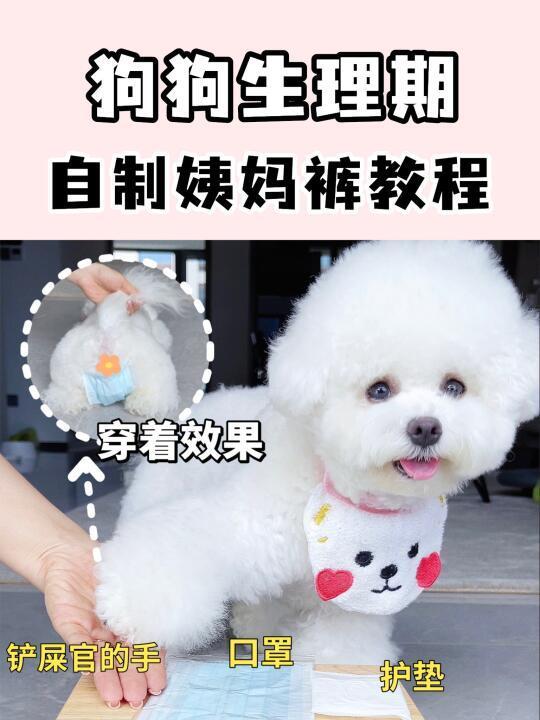 自制狗狗生理裤教程✅低至2r❗️新手必看
