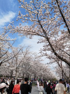 烟花三月下扬州，鉴真路上的🌸樱花开了