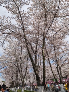 烟花三月下扬州，鉴真路上的🌸樱花开了