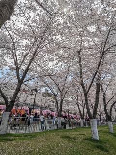 烟花三月下扬州，鉴真路上的🌸樱花开了