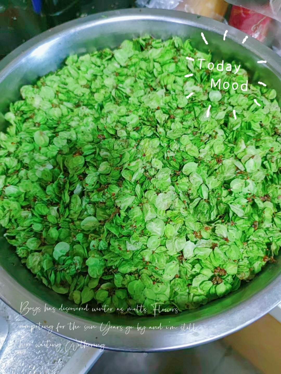 又是一季春来到!榆钱串满梢