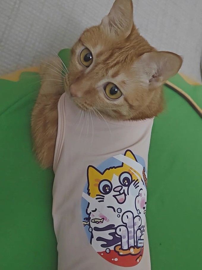 猫咪服饰