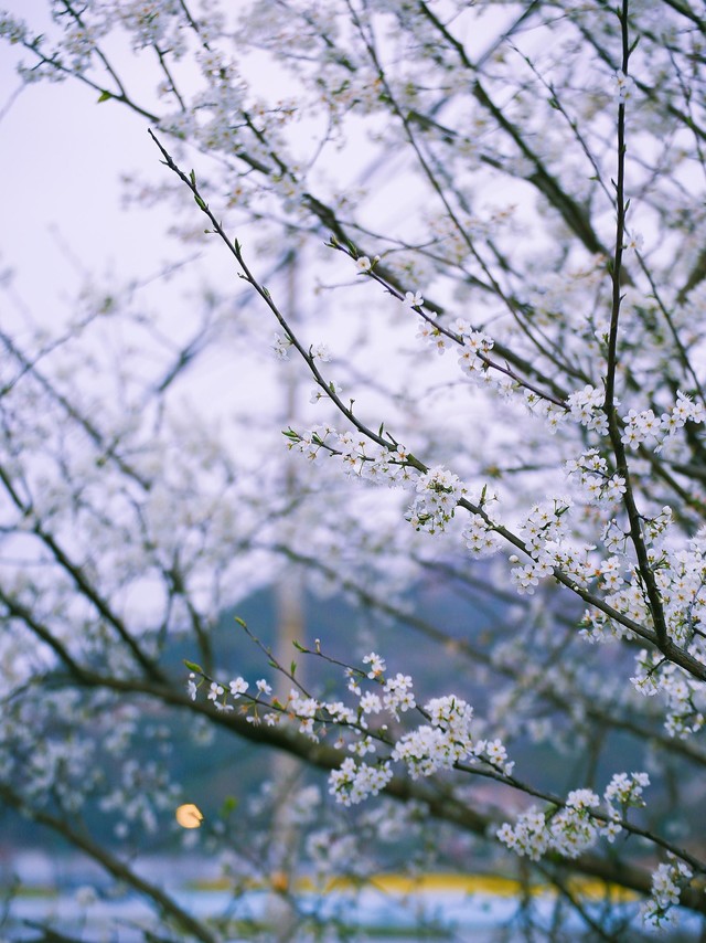 杏花如雨~梨花似云