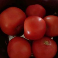 京地达栗贝诺普罗旺斯番茄西红柿多汁沙瓤生吃酸甜口感2.25kg源头直发