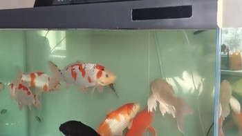 安静又健康的水族馆