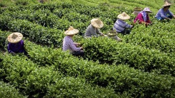 一杯春茶，为春天加酚：春季选茶的诀窍及好茶推荐