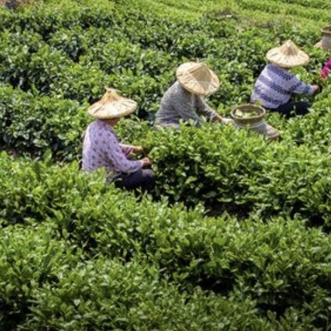 一杯春茶，为春天加酚：春季选茶的诀窍及好茶推荐