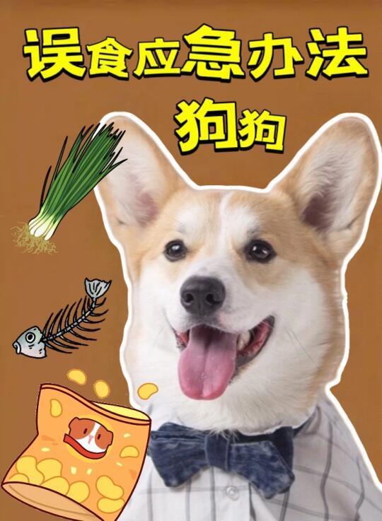 狗狗常见误食+应急办法‼️赶紧拿小本本记