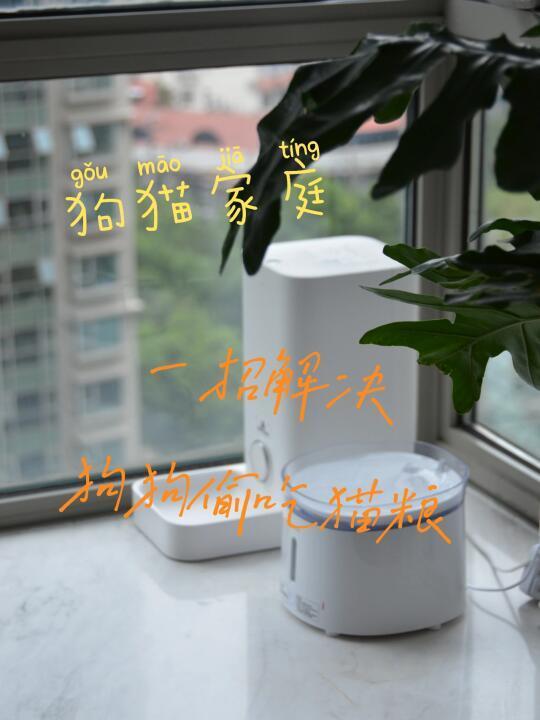 猫狗双全家庭如何解决狗子偷吃猫粮
