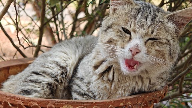 花盆里还能长出猫来？悠闲自在的狸花猫