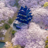 高铁40min直达！5万余株樱花盛放！位于苏杭之间的“世界三大赏樱胜地”，清明假期去刚好！