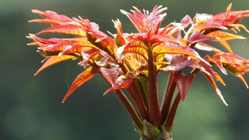 清明时节，别忘了“1花、1芽、1野菜”，鲜嫩可口，错过再等一年