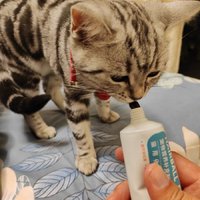 猫用化毛膏