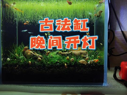 反其道而行之，夏季古法养鱼宜晚间开鱼缸灯