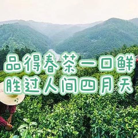 一两春茶一两金，春茶为什么这么受推崇？