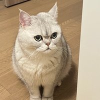 小猫咪喜欢的玩具～猫爬架