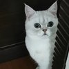 小猫咪喜欢的玩具～猫爬架