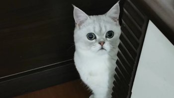 小猫咪喜欢的玩具～猫爬架