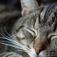 全解析：为什么猫咪一天要睡这么久？