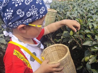 人间三月芳菲始，又是一年采茶时！