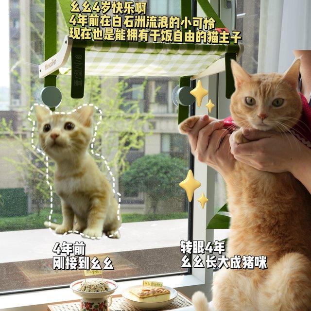 4年前捡回家的小猫，已经4岁平安长大啦！