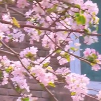 春光里的诗意盛宴——天津海棠节游记
