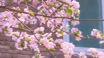 春光里的诗意盛宴——天津海棠节游记