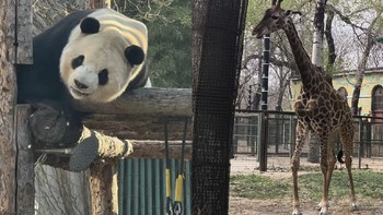北京动物园的春日记忆