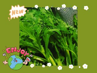 茼蒿菜，春天里的绿色诱惑！