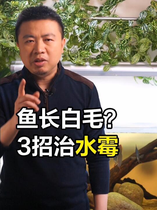 鱼长白毛怎么办？那是得水霉了，这么治！