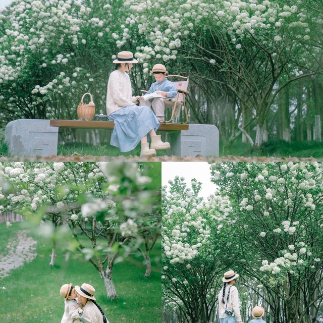 四月的木绣球花开了，和宝宝去踏青赏花吧！