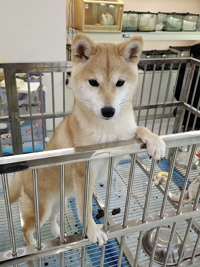 宠物新宠！憨憨宠狗围栏，打造宠物专属乐园！