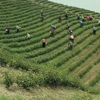 来龙门秘境，品一杯石缝野茶