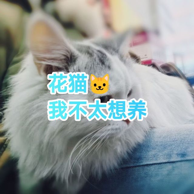 猫咪🐱，我喜欢，但是不想养