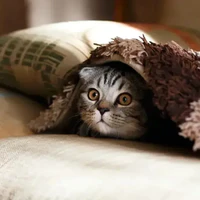 笔点说 篇六：为什么有时猫咪喜欢躲起来，然后突然出现吓你一跳？