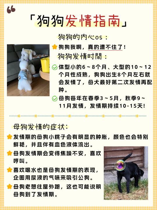 狗狗发情怎么办❓|知识科普🌟