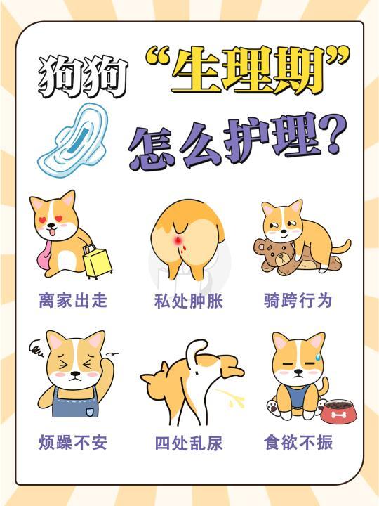 狗狗生理期怎么办？可不是多喝热水就好的！