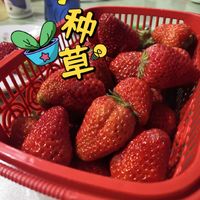 草莓果然是一如既往的好吃