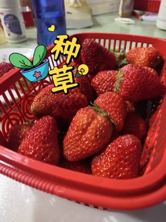 草莓果然是一如既往的好吃