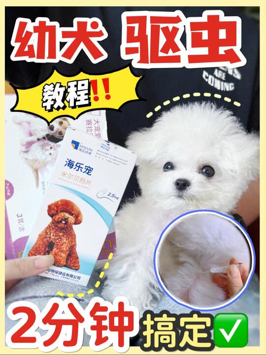 狗狗驱虫教程✅多久做一次❓新手养狗必看🔥