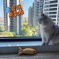 小馒头是一只爱玩鱼🐟的猫