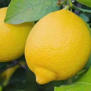 新鲜黄柠檬，满满维生素