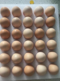 温氏的鸡蛋很棒，鸡蛋你们怎么吃呢？