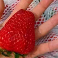 美味甜爽的草莓，春季必备的水果