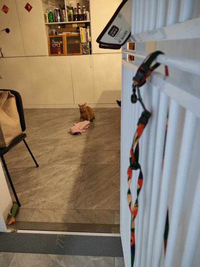 小猫咪的织物消毒之选