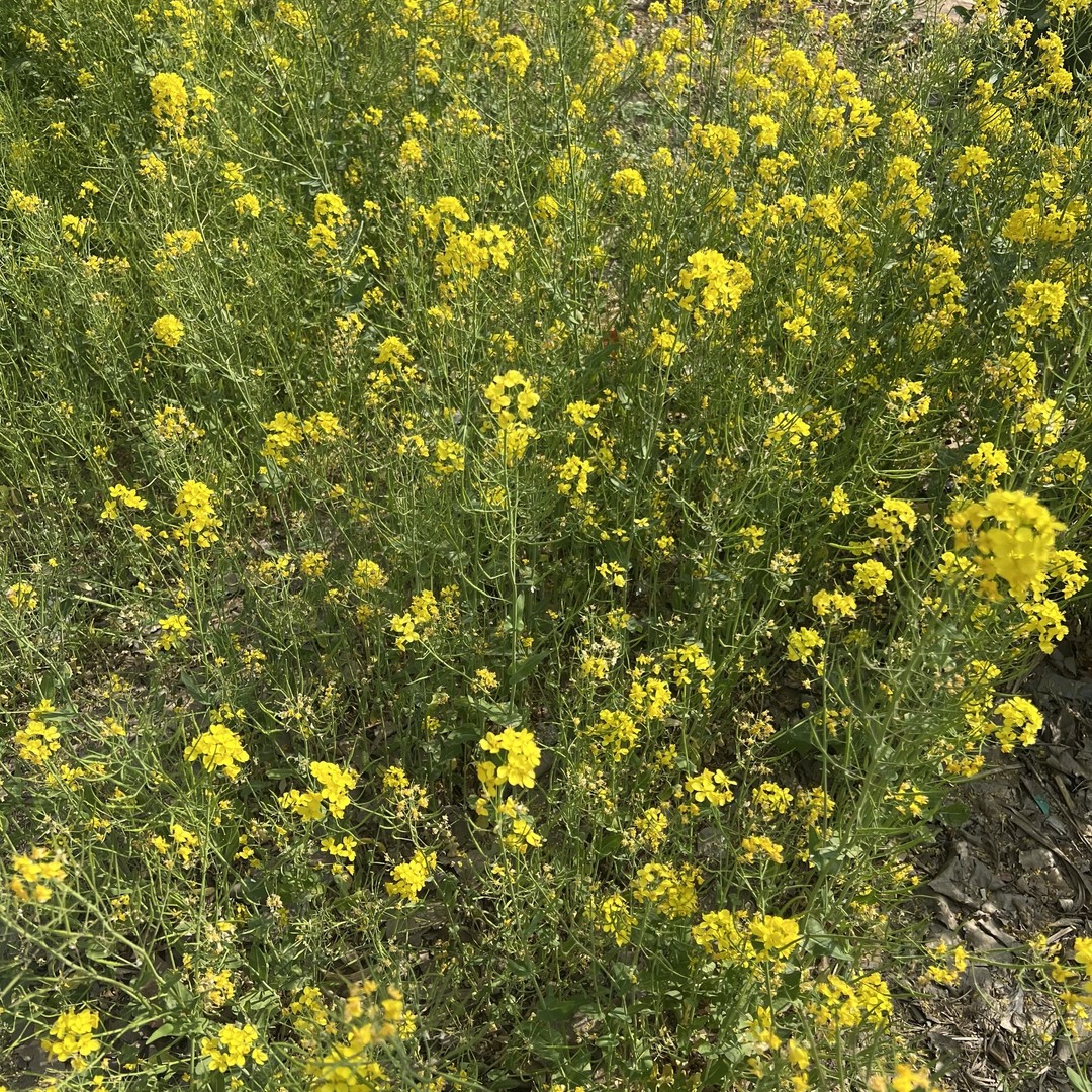 油菜花开花了