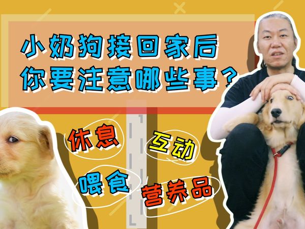 【养狗小白入门指南】小奶汪接回家后要怎么养？